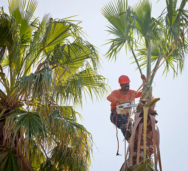 Tree Removal for Businesses in Grant, MI